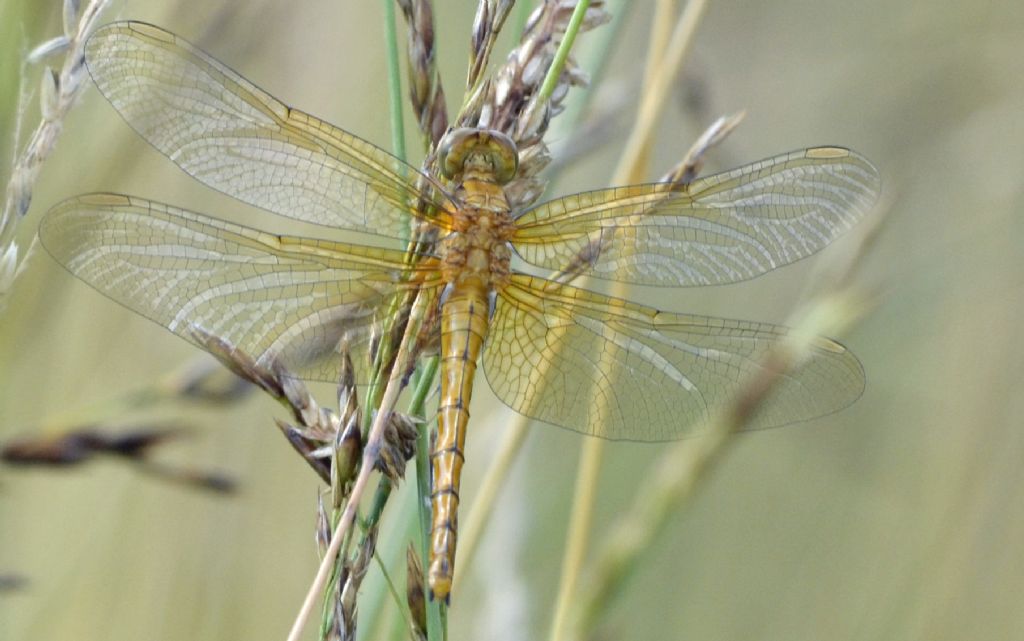 Libellula id.: Orthetrum coerulescens femmina neosfarfallata